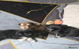 Chihuahua dogs for sale: 3 Adorable little princes chihuahua puppies - Image 3