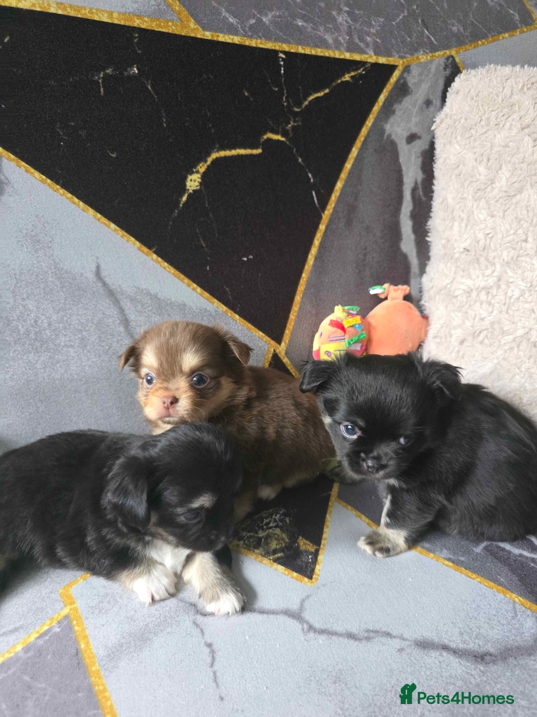 Chihuahua dogs for sale: 3 Adorable little princes chihuahua puppies - Image 3