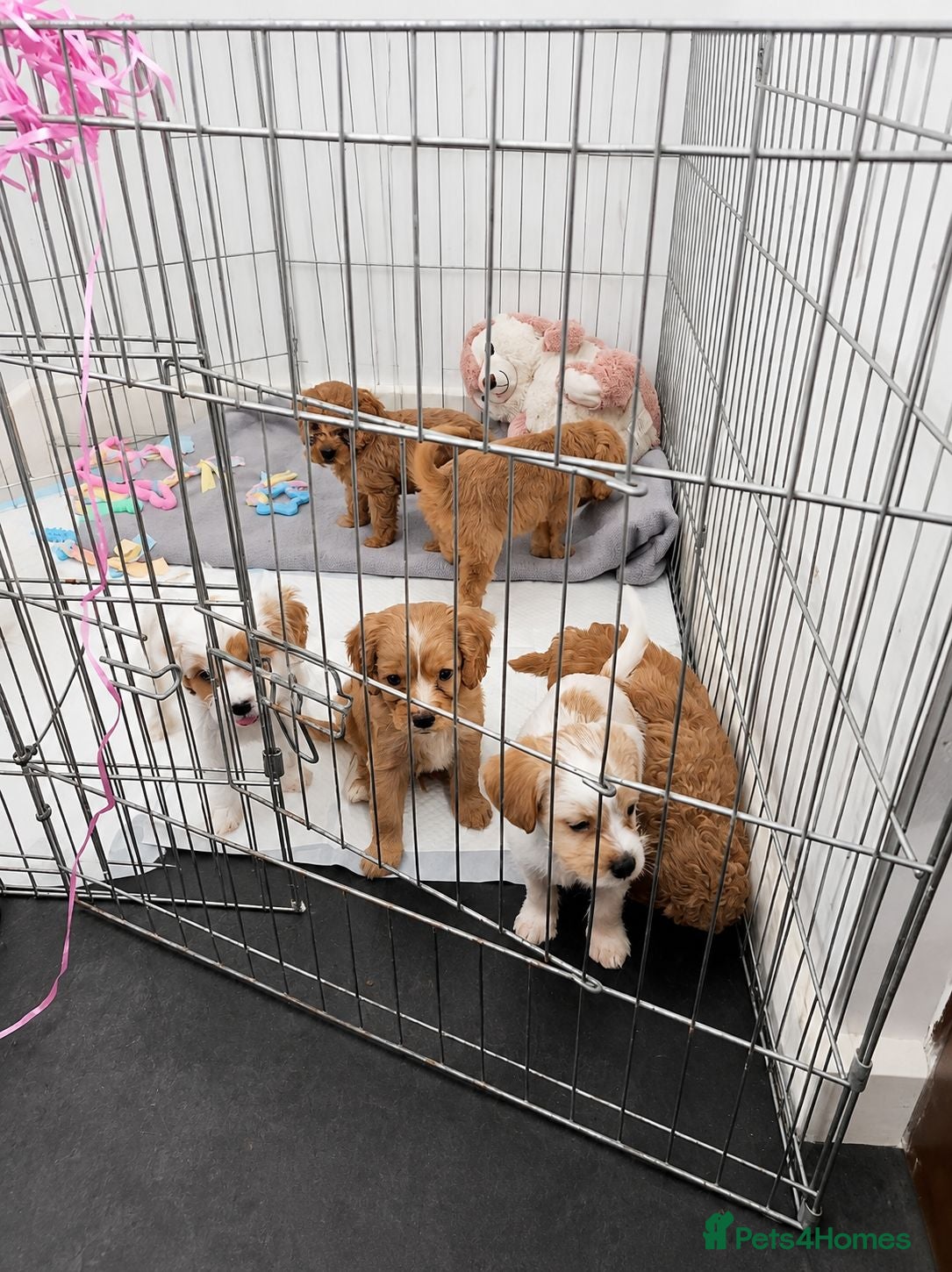 Mixed Breed dogs 4 gorgeous puppies for sale. - Advert 5
