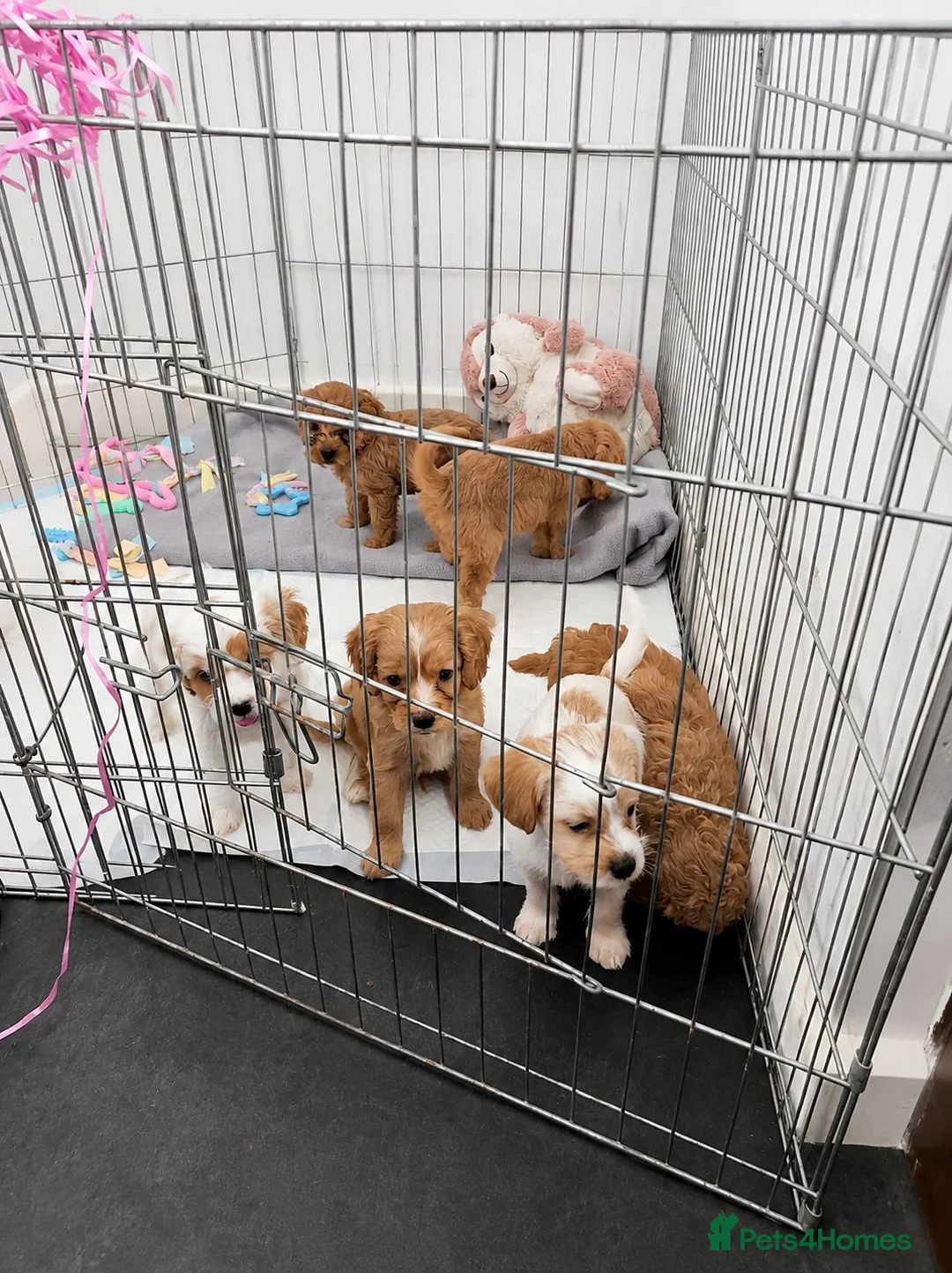 Mixed Breed dogs for sale: 4 gorgeous puppies for sale. - Advert 1