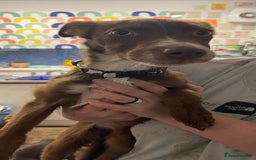 Mixed Breed dogs for sale: Collie cross pups  - Advert 16