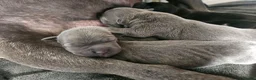 Staffordshire Bull Terrier dogs for sale: Staffordshire Bull Terrier Puppies 🐾 - Advert 19