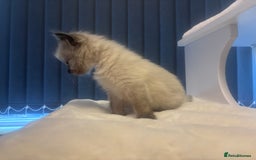 Ragdoll cats for sale: One gorgeous pedigree Ragdoll kitten available  - Image 9