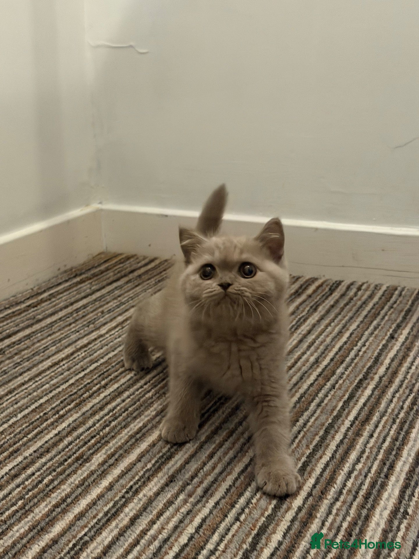 British Shorthair cats for sale: British shorthair (one boy left) - Advert 5