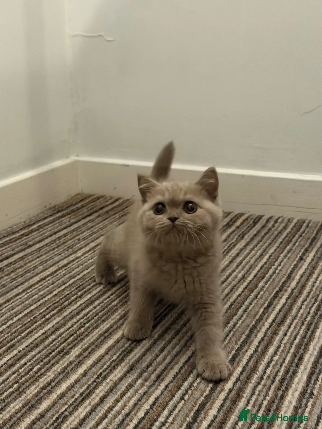 British Shorthair cats for sale: British shorthair (one boy left) - Advert 1