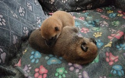Japanese Shiba Inu dogs for sale: Japanese Shiba Inu - Image 9