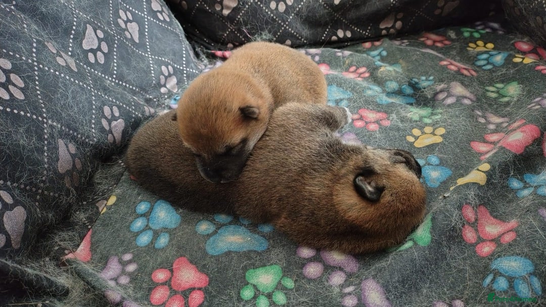 Japanese Shiba Inu dogs for sale: Japanese Shiba Inu - Image 9