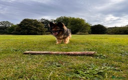 German Shepherd dogs for sale: Rehoming - Image 6