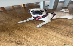 Pug dogs for adoption: 💖🐶 LOLA 🐶💖 - Image 9