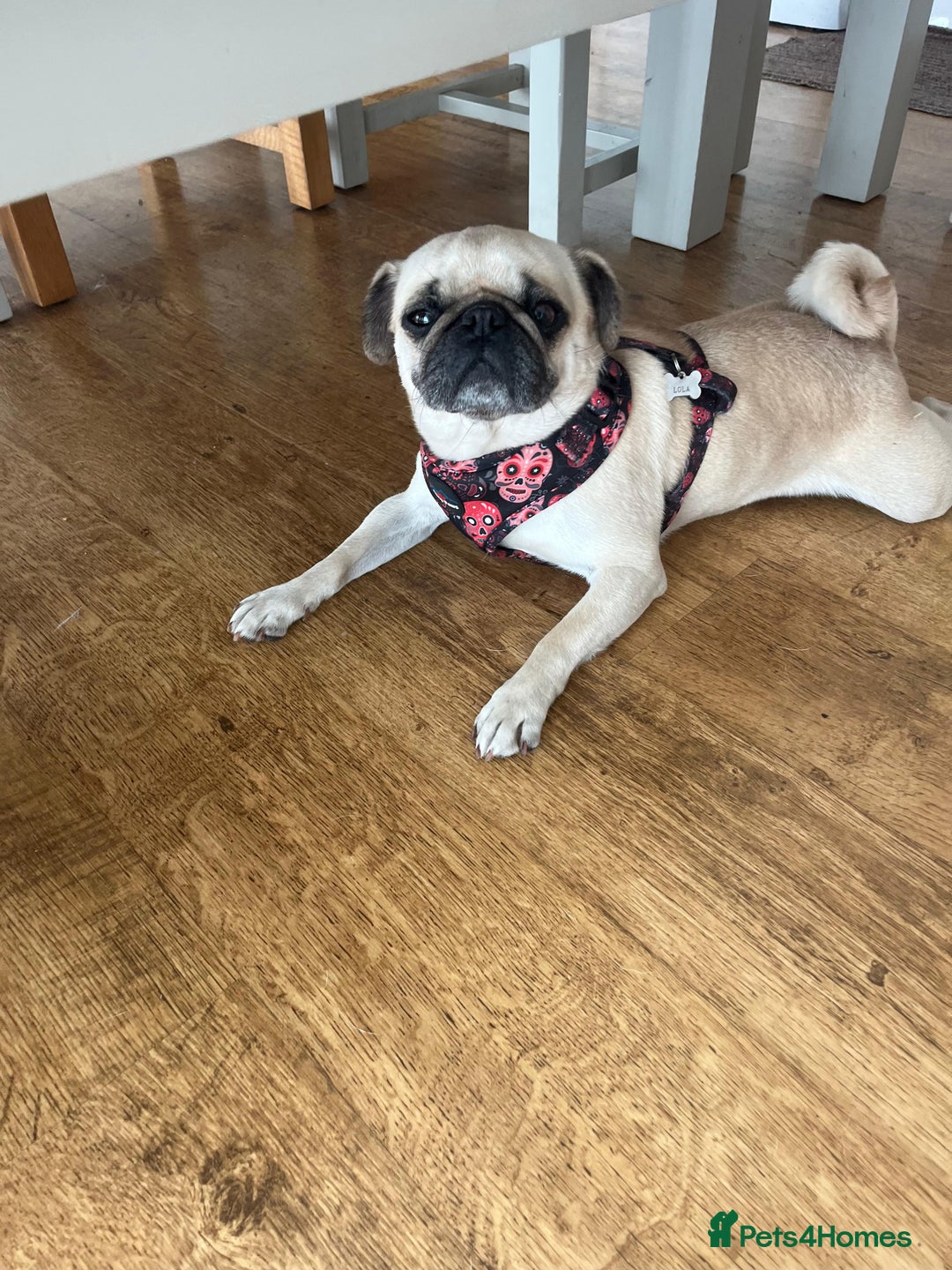 Pug dogs for adoption: 💖🐶 LOLA 🐶💖 - Image 9