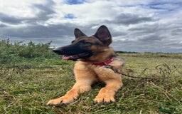 Mixed Breed dogs for sale: German shepherd hybrid for sale - Image 3