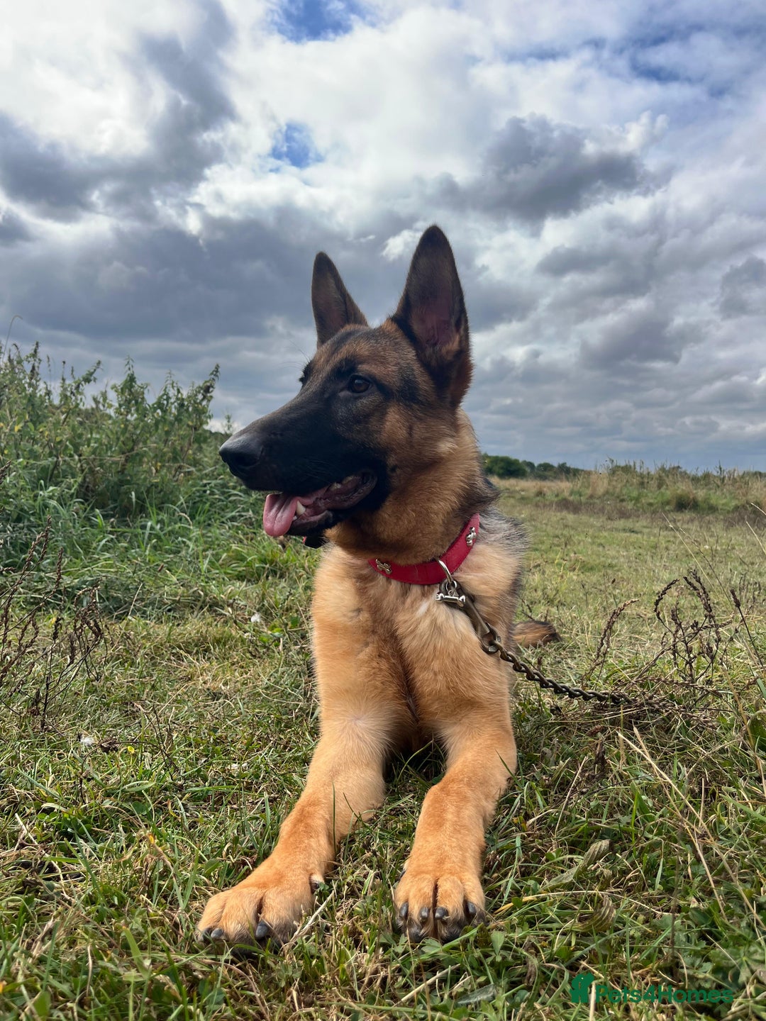 Mixed Breed dogs for sale: German shepherd hybrid for sale - Image 3
