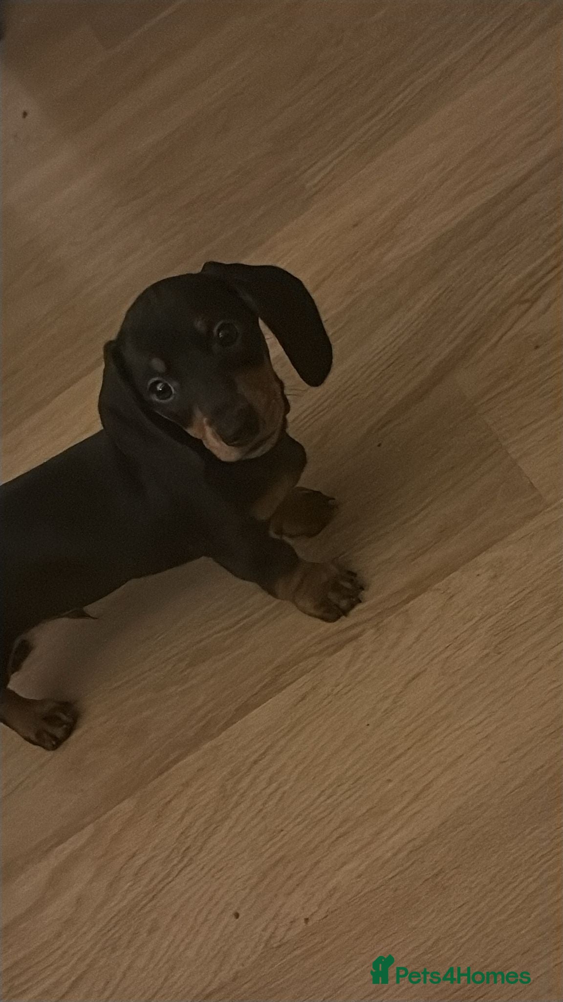 Dachshund dogs Exceptional Puppies 1 Boy boy left  - Advert 2