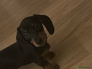 Dachshund dogs Exceptional Puppies 1 Boy boy left - Advert 9