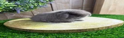 Mini Lop rabbits for sale: ⭐️ QUALITY FRIENDLY BABY MINI LOPS ⭐️ - Advert 4