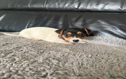 Jack Russell dogs for sale: 8 beautiful jack Russell puppies 5 girls 3 boys  - Image 9