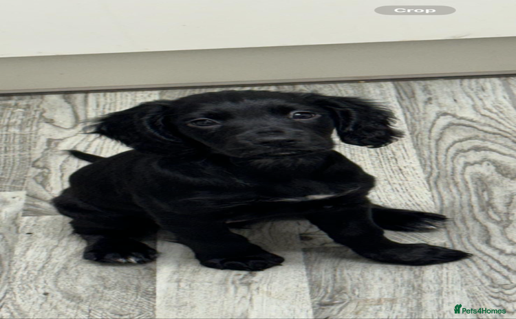 Cocker Spaniel dogs for sale - Advert 1