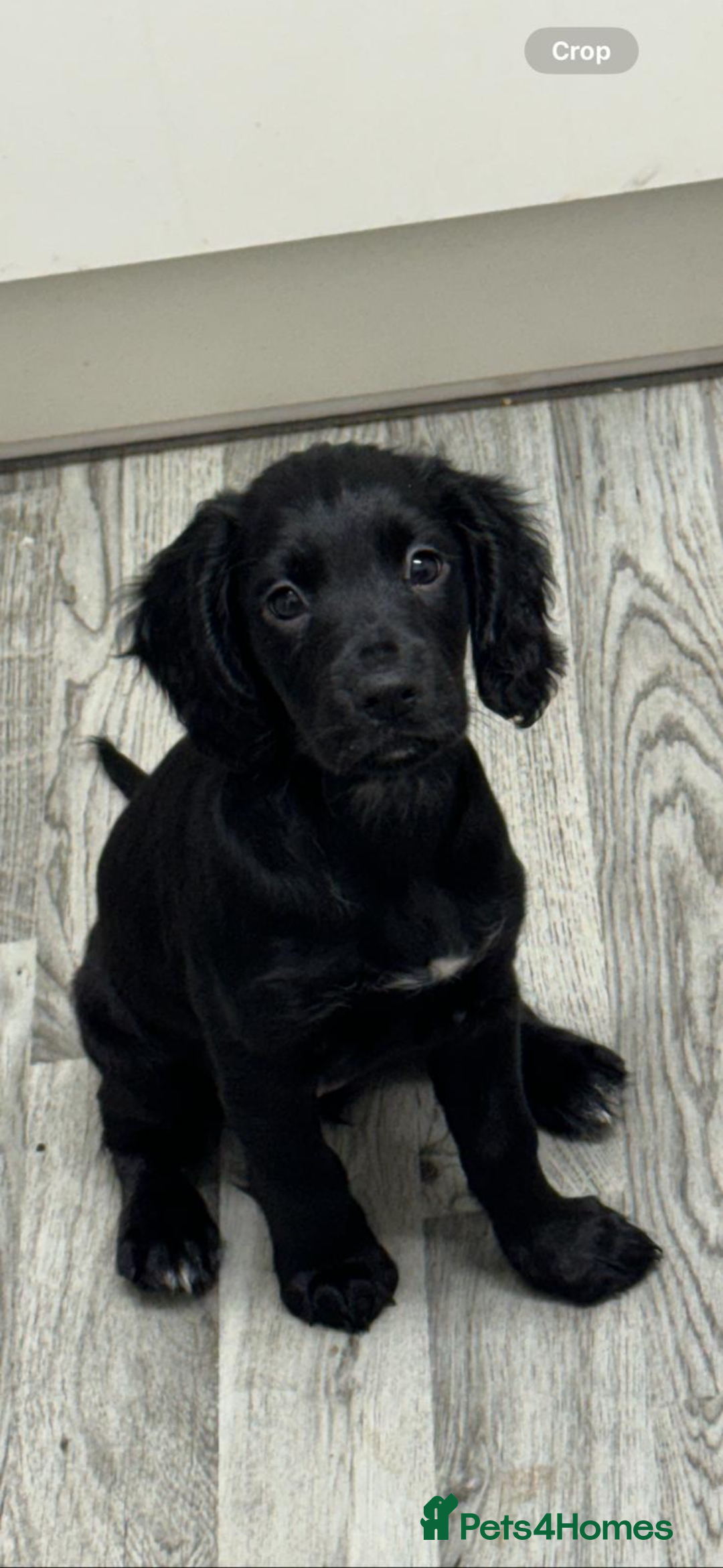 Cocker Spaniel dogs for sale: Working Cocker Spaniel- Female - 9 month old - Image 1