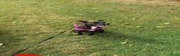 Mixed Breed dogs for sale: Staffie cross patterdale- IVY in Middlesbrough - Advert 2