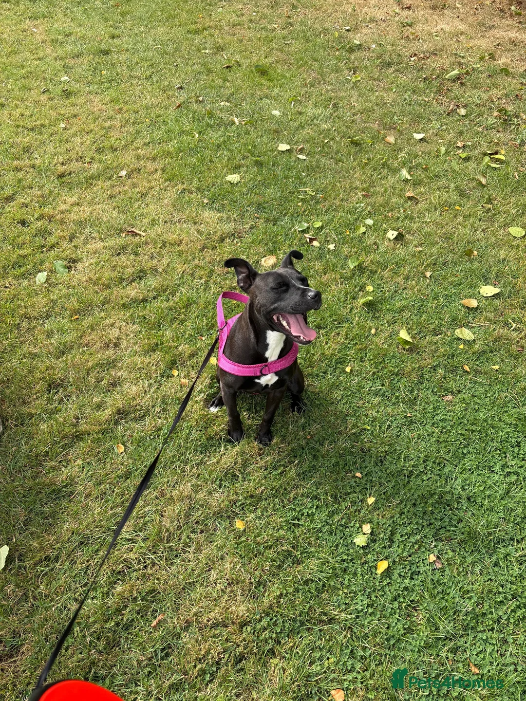 Mixed Breed dogs for sale: Staffie cross patterdale- IVY in Middlesbrough - Advert 2
