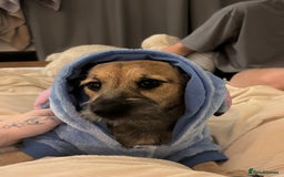 Mixed Breed dogs for sale: Dachshund x Shih Tzu for sale - Image 2