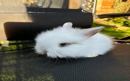 Lionhead rabbits for sale: Baby lionhead rabbits  - Image 2