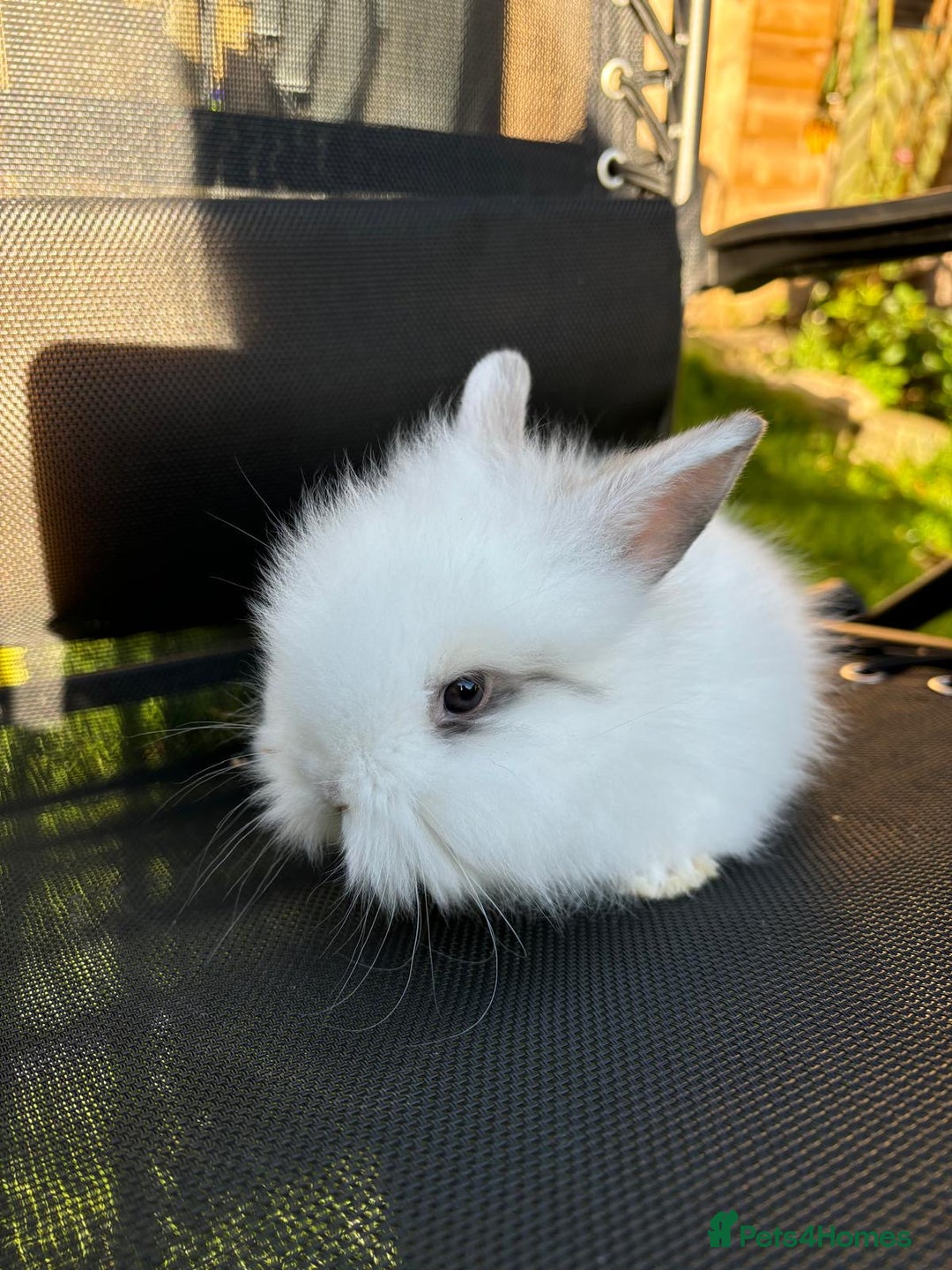 Lionhead rabbits for sale: Baby lionhead rabbits  - Image 2