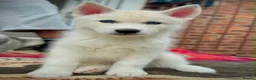 Siberian Husky dogs for sale: Beautiful puppies  - Advert 9