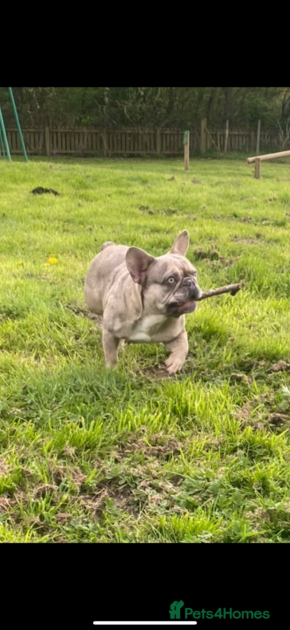 French Bulldog dogs Exotic frenchie fluffy & carriers  - Advert 1