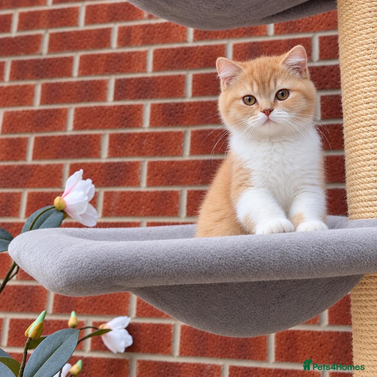 British Shorthair cats 💖👍Quality BSH Boy And Girl😻 - Advert 1