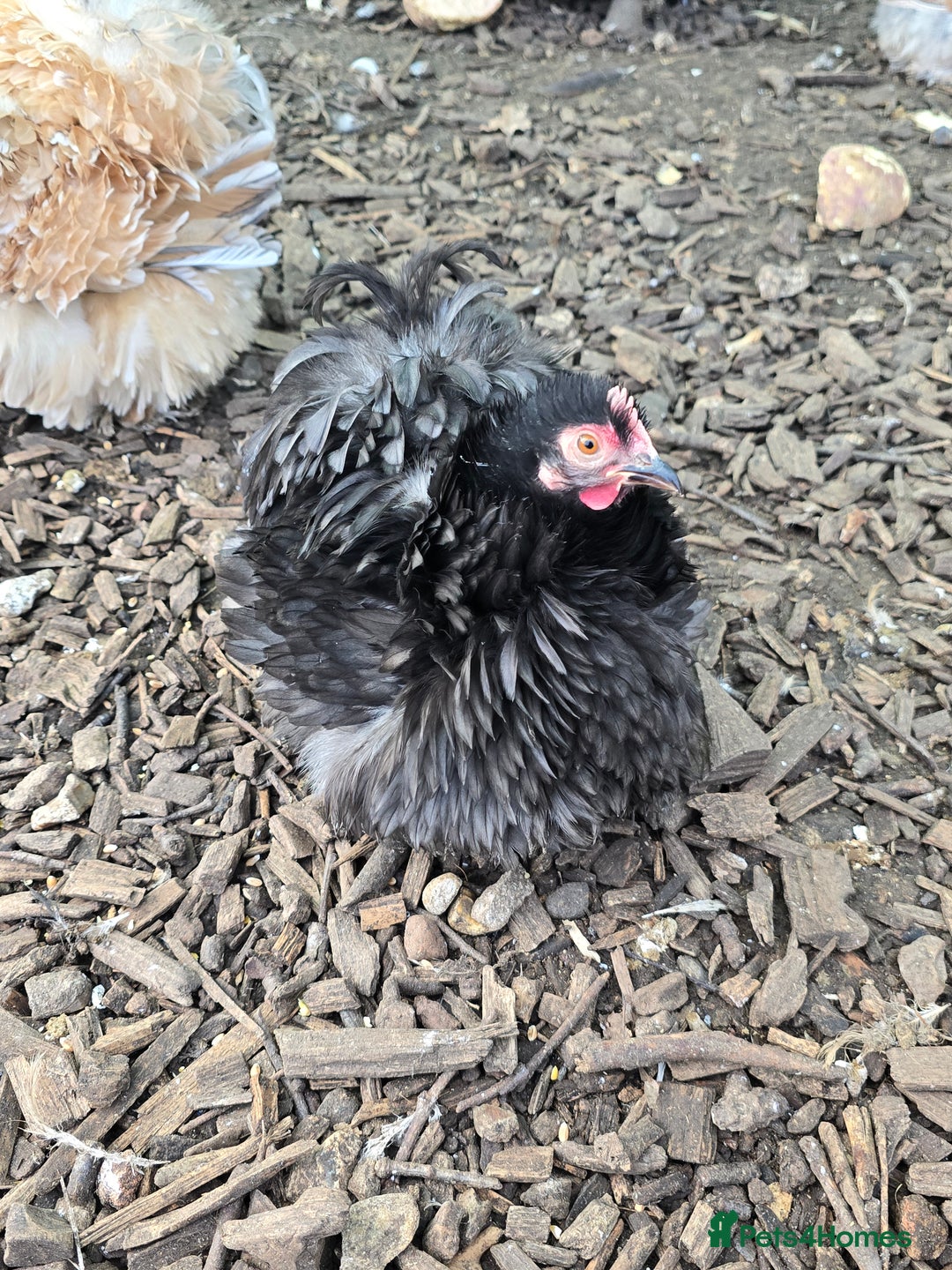 Chickens poultry for sale: Pekin Bantam Pullets  - Advert 6