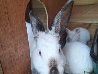 Mixed Breed rabbits New Zealand cross Californian rabbits Colony - Advert 18