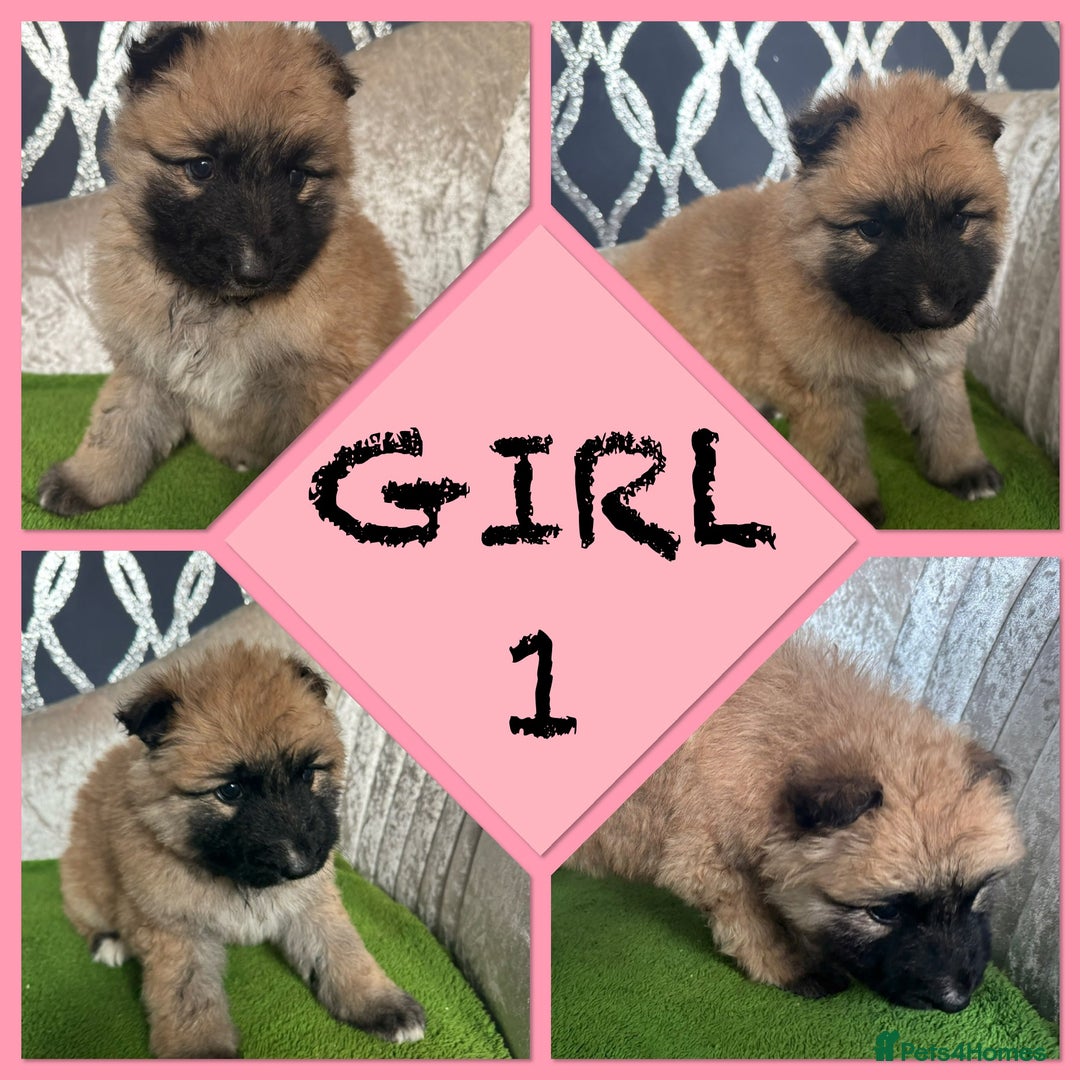 German Shepherd dogs for sale: Stunning German shepherds - Advert 3