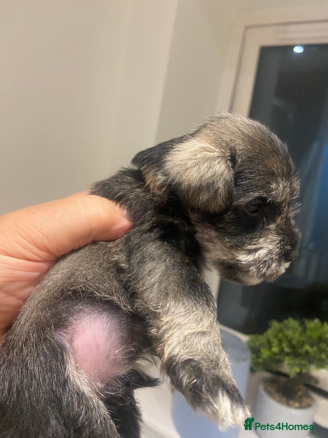 Miniature Schnauzer dogs for sale:  black Miniature schnauzer girl pup kc reg - Image 5