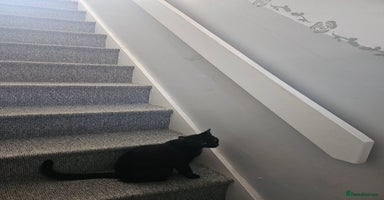 British Shorthair cats - Advert 5