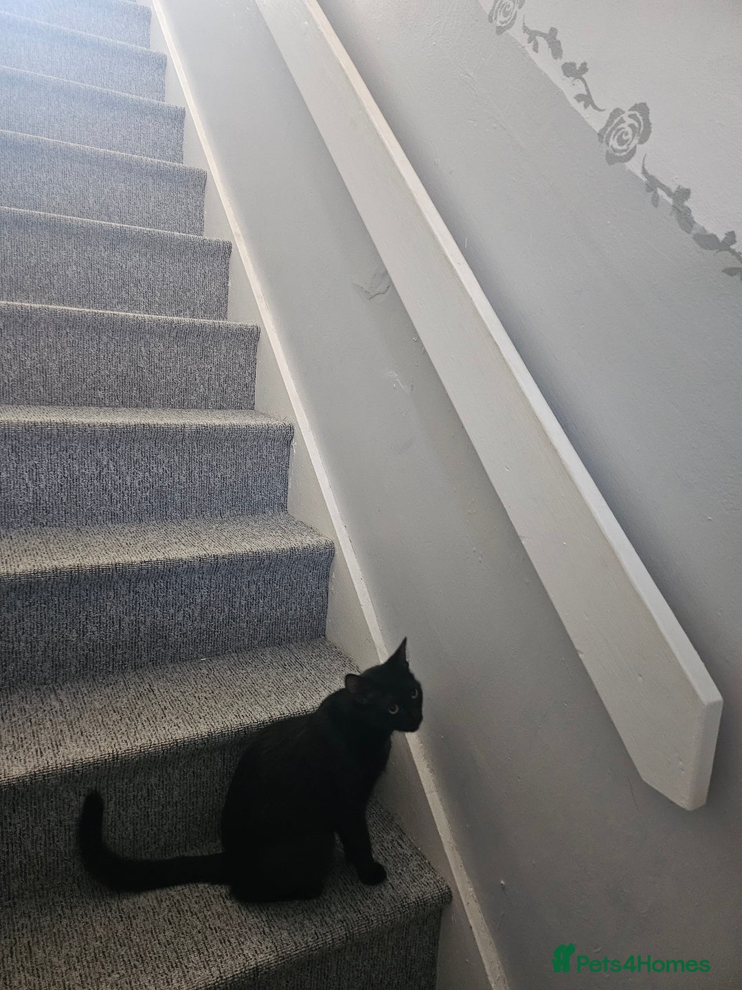 British Shorthair cats for sale: Rosie 3years old - Image 2