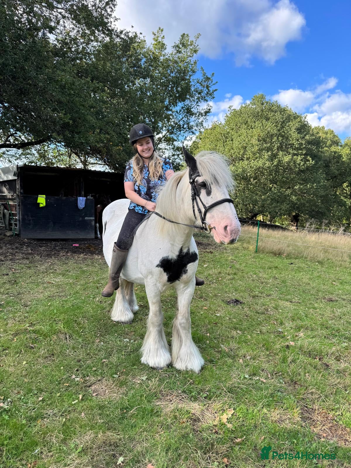 Other Breed horses Suzie- 14”3 Traditional Gypsy Cob Mare  - Advert 1