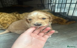 Cockapoo dogs for sale: Unique Cockapoo Puppies - Image 5