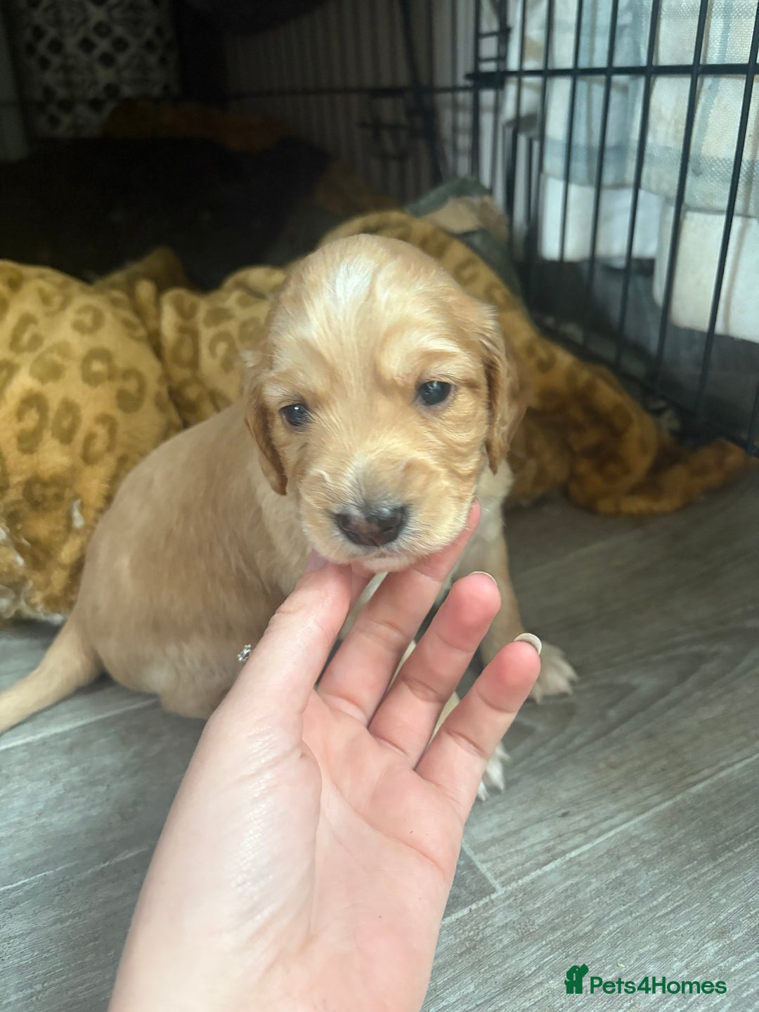 Cockapoo dogs for sale: Unique Cockapoo Puppies - Image 5