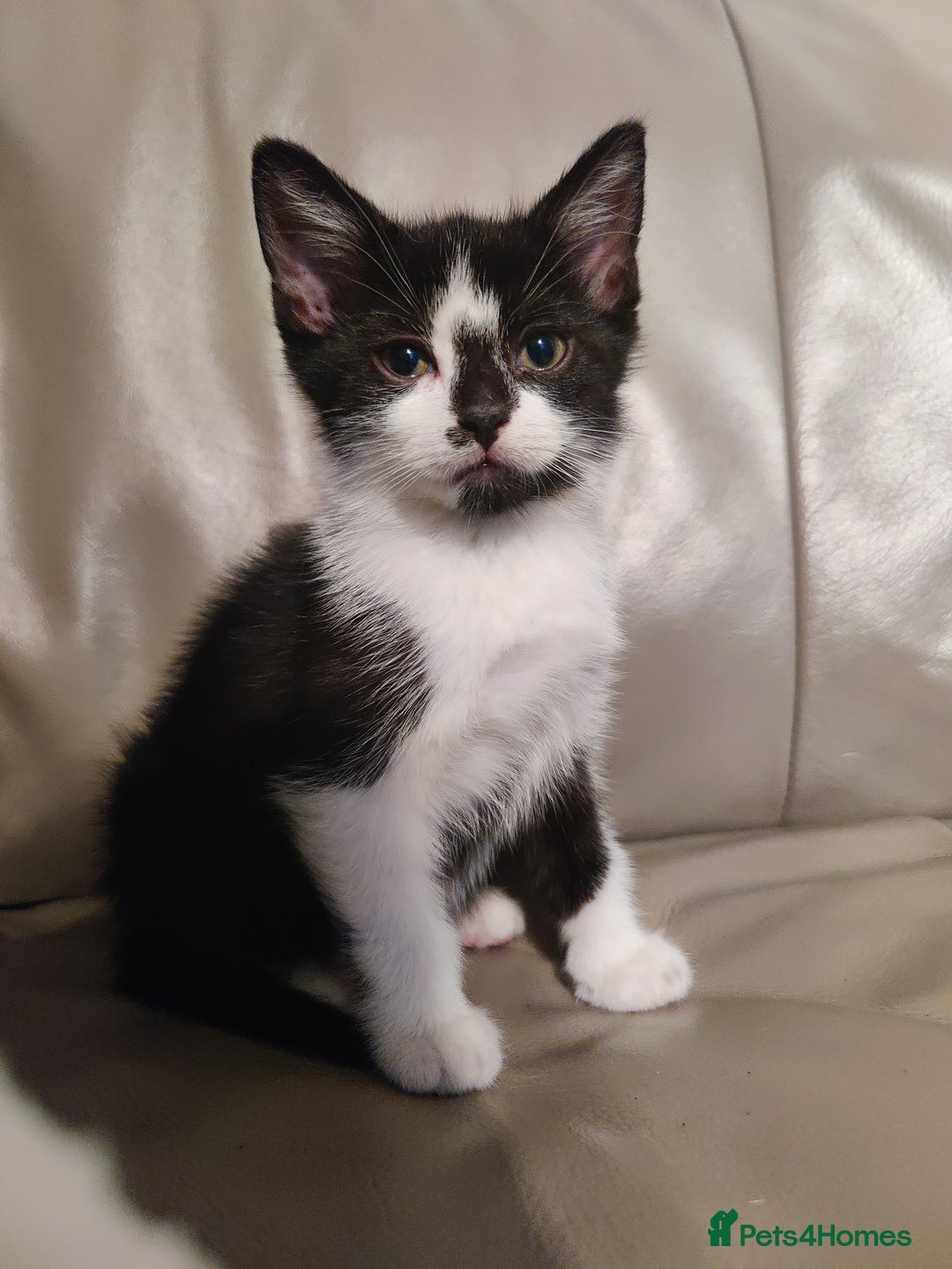 European cats for sale: 4 beautiful black and white kittens  - Advert 3