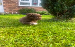 Chihuahua dogs for sale: Long haired chihuahua boy  - Image 7
