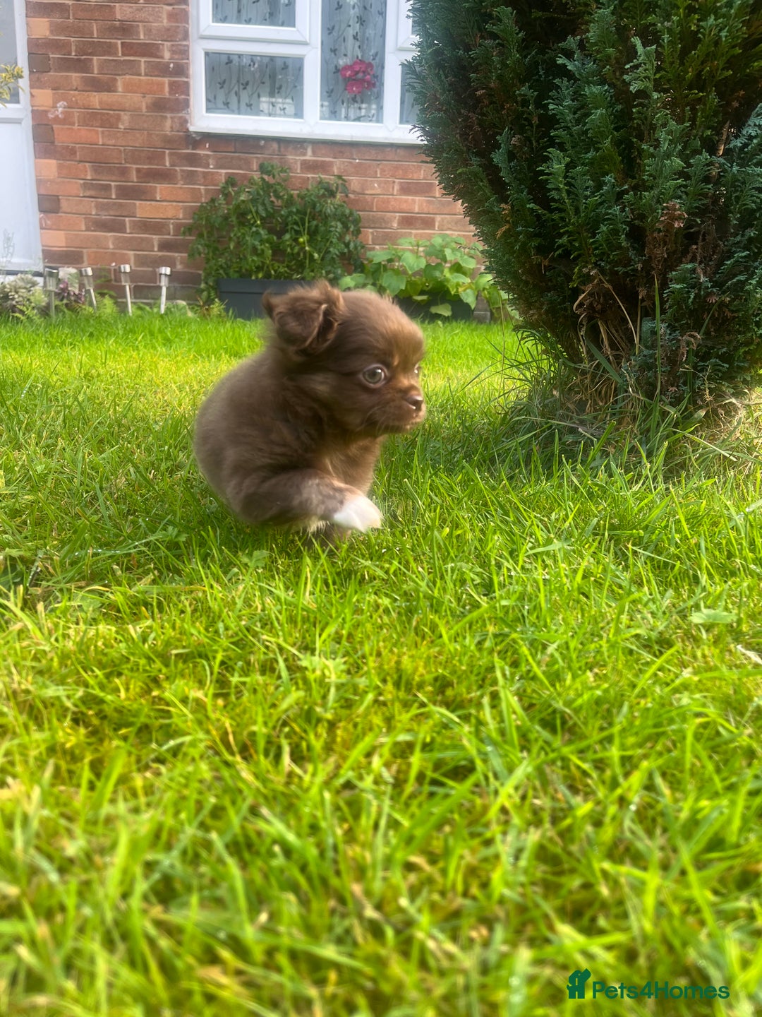 Chihuahua dogs for sale: Long haired chihuahua boy  - Image 7