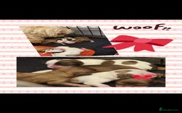 Shihpoo dogs for sale: Shihpoo puppys  - Image 3