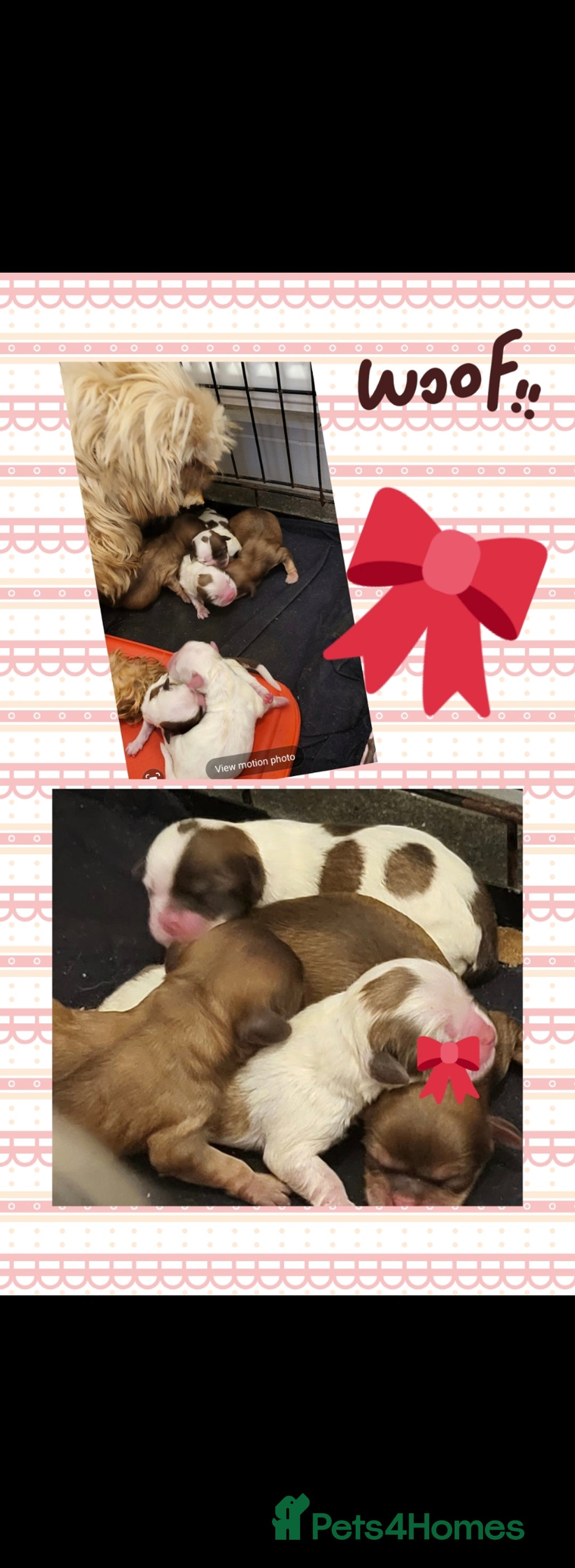 Shihpoo dogs for sale: Shihpoo puppys  - Image 3
