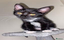 Mixed Breed cats for sale: Boggles the tuxedo cat  - Image 1