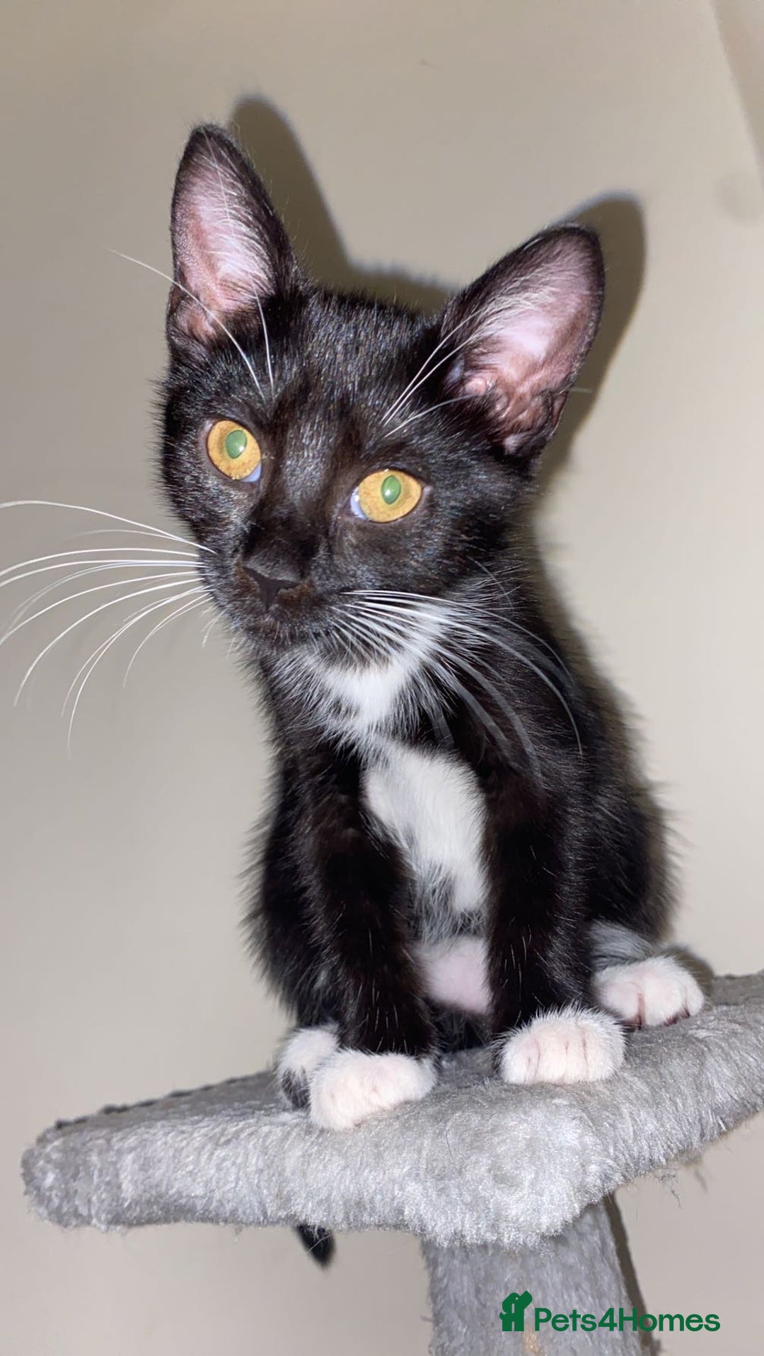 Mixed Breed cats for sale: Boggles the tuxedo cat  - Image 1