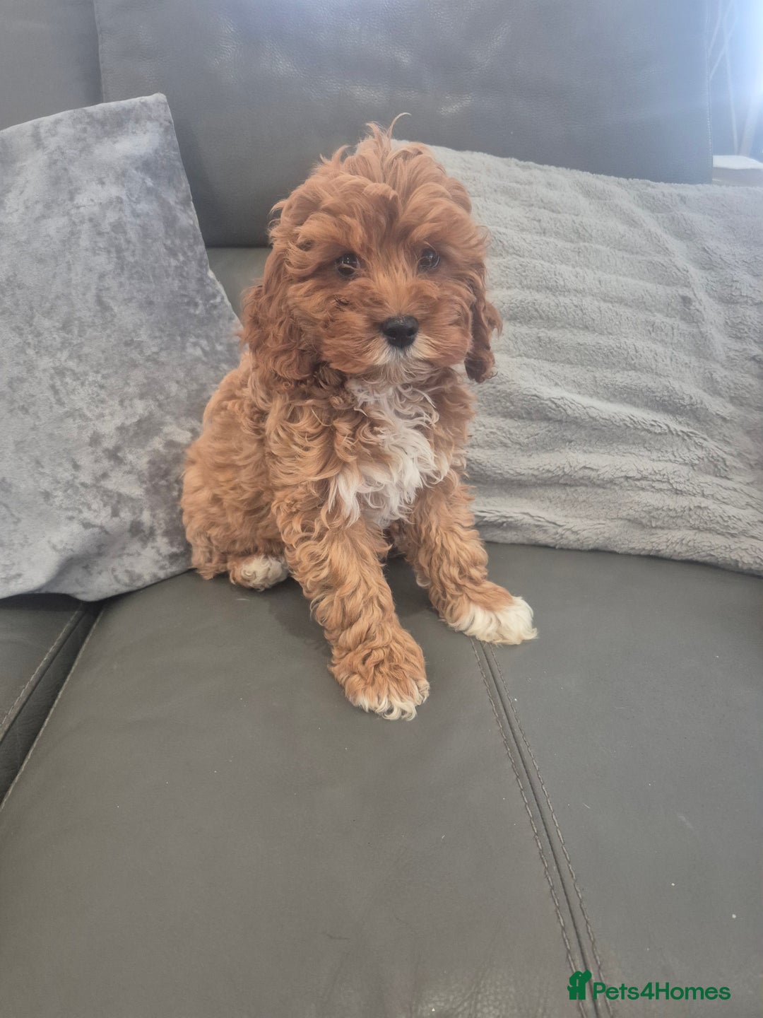 Cavapoo dogs for sale: Stunning Cavapoo Babies - ready this weekend - Image 16