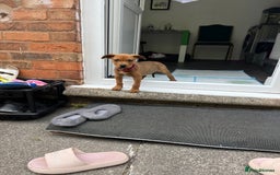 Mixed Breed dogs for sale: American Bullwiler puppy 11 weeks! - Image 8