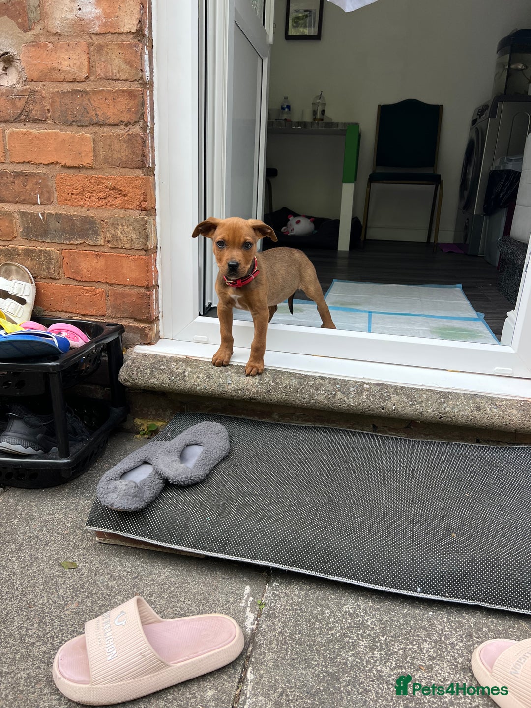 Mixed Breed dogs for sale: American Bullwiler puppy 11 weeks! - Image 8
