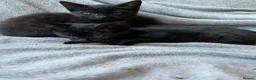 Domestic Shorthair cats for sale: Litter of 7 Ready for new homes 🥺 💖 in West Drayton - Advert 12